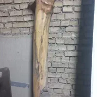 تنه درخت