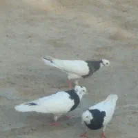 سیاه وسفید