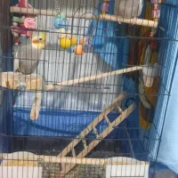 عروس هلندی شیطون