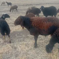 قوچ افشاری|حیوانات مزرعه|بیلوار, |دیوار