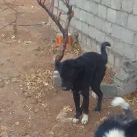 نر افغانی یک ساله