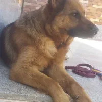 سگ ژرمن ماده|سگ|مشهد, هفت تیر (آب و برق)|دیوار