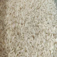 برنج شیرودی هاشمی