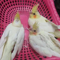 جوجه عروس هلندی لوتینو|پرنده|رامهرمز, |دیوار