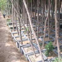 درختان سایه غیر مثمر درشت سر سبز سرحال