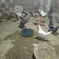 مرغو خروس|حیوانات مزرعه|تربت جام, مسکن ملی|دیوار