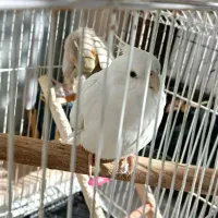 عروس هلندی نر ماده|پرنده|تهران, جیحون|دیوار