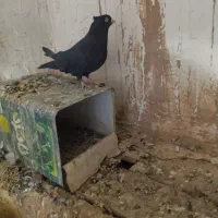 کفتر|پرنده|بم, |دیوار