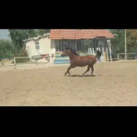 مادیان ۳ ساله نژاد کرد|اسب و تجهیزات اسب‌سواری|شیراز, دشت چنار|دیوار