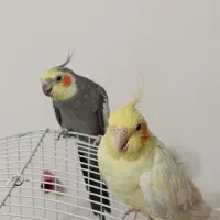 فروش پرنده عروس|پرنده|نقده, |دیوار