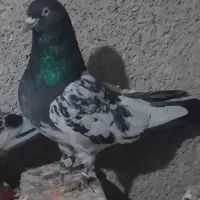 کبوتر گمشده