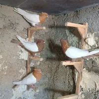 تعداد 18تا سینه کله|پرنده|شیراز, ریاستی|دیوار