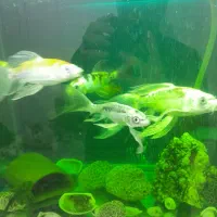 ۶ عدد ماهی کوی|ماهی|تهران, شهرک رضویه|دیوار