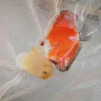 فروشگاه اکواریوم ولوازم وماهی زینتی پروفشنال دیسکس|ماهی|اصفهان, باغ فدک|دیوار