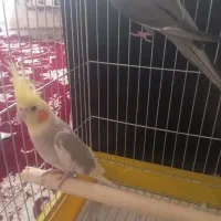 نر ابلق سرحال|پرنده|پاکدشت, حصار امیر|دیوار