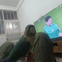 طوطی گیرینچگ|پرنده|قم, ولیعصر|دیوار