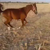 اسب کره نریان   خوش قیمت
