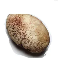 سنگ. دعانویس