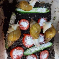 ۴ عدد حلزون آلبینو به همراه تخم