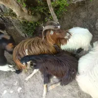 فروش بز محلی|حیوانات مزرعه|توتکابن, |دیوار