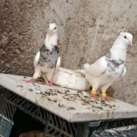 طوقی|پرنده|شادگان, |دیوار