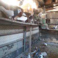 فروش کبوتر در بهبهان|پرنده|فولادشهر, فولادشهر|دیوار