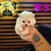 سگ جیبی پامرانین خرسی توی پودل فرفری شیتزو عروسکی