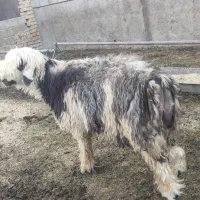 فروش بره قوچ بذری همه چی تموم|حیوانات مزرعه|شیراز, داریون|دیوار