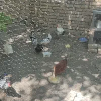مرغ وخروس
