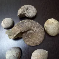 فسیل امونیت  و خار پوست دریایی