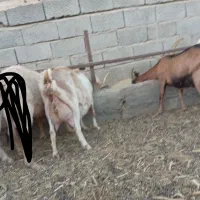 بز شیری سانن آلپاین|حیوانات مزرعه|کرمان, |دیوار