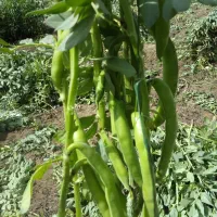 باقالا لتحر