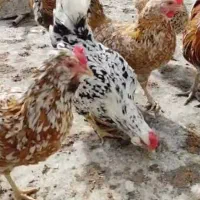 خروس جوان گلین
