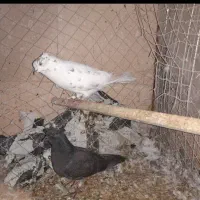 کفتر|پرنده|گرمسار, |دیوار