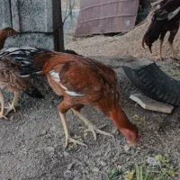 خروس لاری|حیوانات مزرعه|پاوه, |دیوار