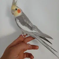 عروس هلندی نر ۱ سال سه ماه|پرنده|ری, شهید بهشتی|دیوار