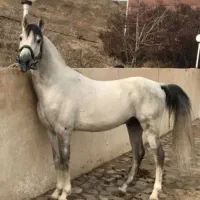 نریان کرد سواری کلاسی (مناسب گشت و آموزش)