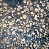 ذغال سیب قلم