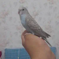 مرغ عشق