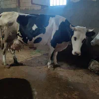 دوراس گاوشیری درجه یک جوان آبستن