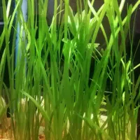 گیاه گندمی و گیاه شودی و برگ سیبی