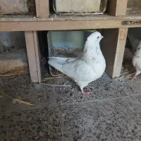 کبوتر سینه|پرنده|شیراز, تاچارا|دیوار