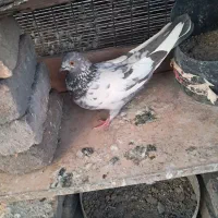 کفتر|پرنده|تهران, زرگنده|دیوار