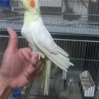 عروس هلندی مولد ،جوجه سرلاکی و دونخور|پرنده|هشتگرد, خور|دیوار