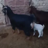 بزغاله 320000|حیوانات مزرعه|اراک, |دیوار