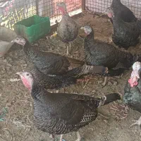 بوقلمون ماده|حیوانات مزرعه|ری, دیلمان|دیوار