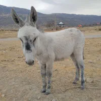 یک عدد الاغ دو ساله نر