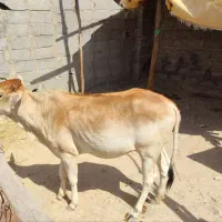 گوساله ماده
