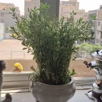 دو گلدان بسیار زیبا و سالم با گلدان سرامیکی|گل و گیاه طبیعی|ری, دولت‌آباد|دیوار