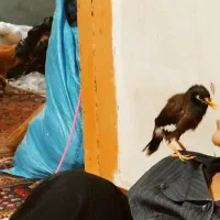 مینا گم شود. خیابان ابراهیمی علی ابادکتول